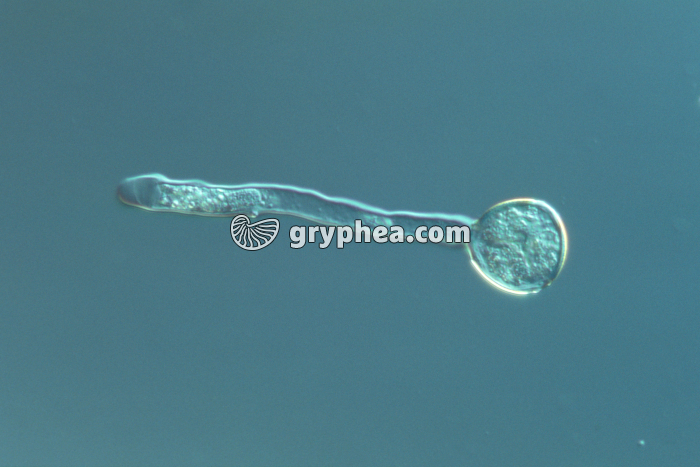 Pollen - Formation du tube pollinique x100 - gryphea.com